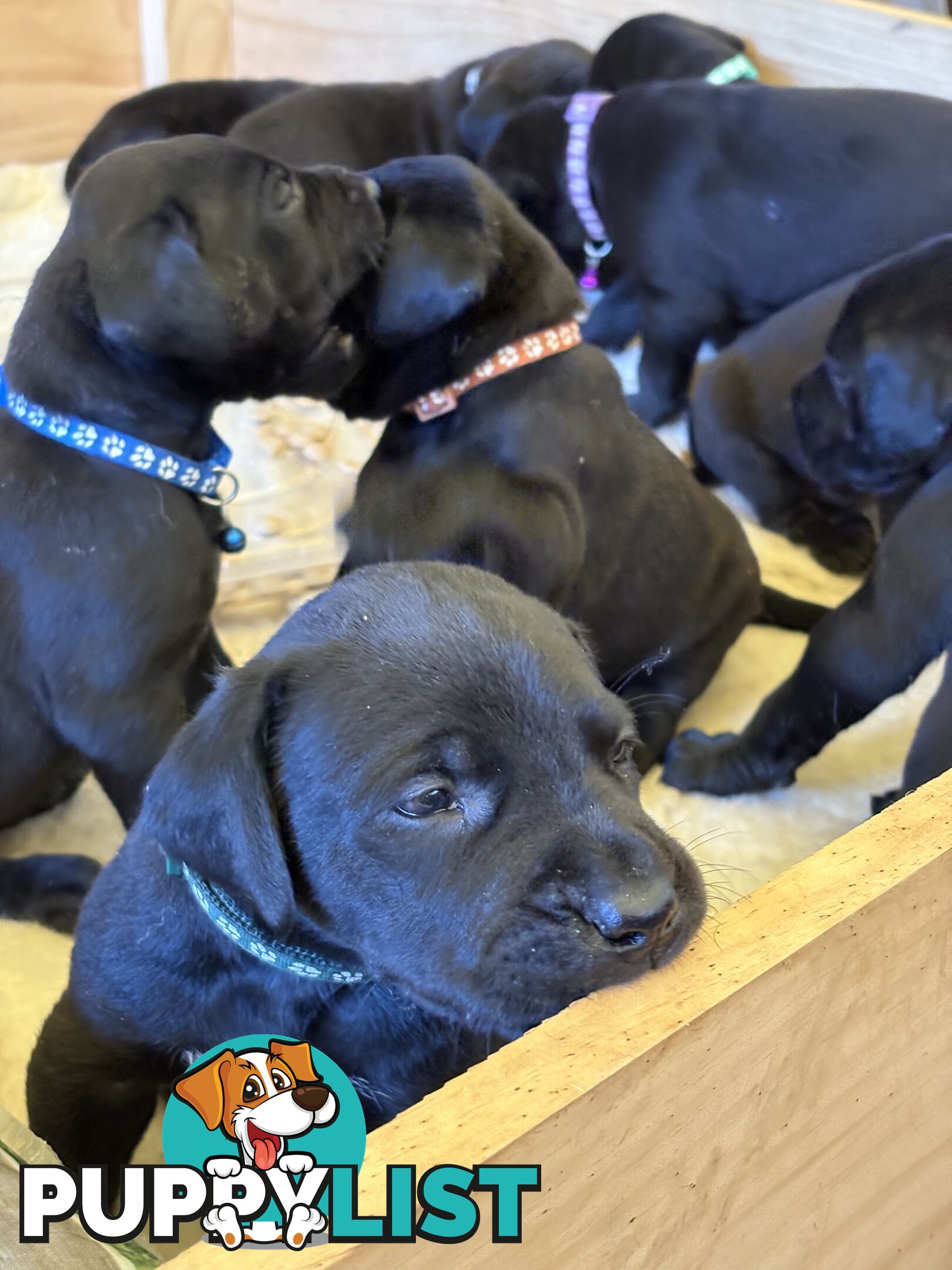 Beautiful magnetic rare  Labradane Puppies