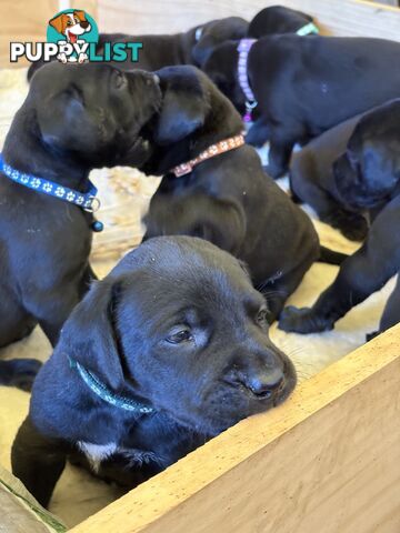 Beautiful magnetic rare  Labradane Puppies