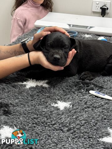 Beautiful magnetic rare  Labradane Puppies