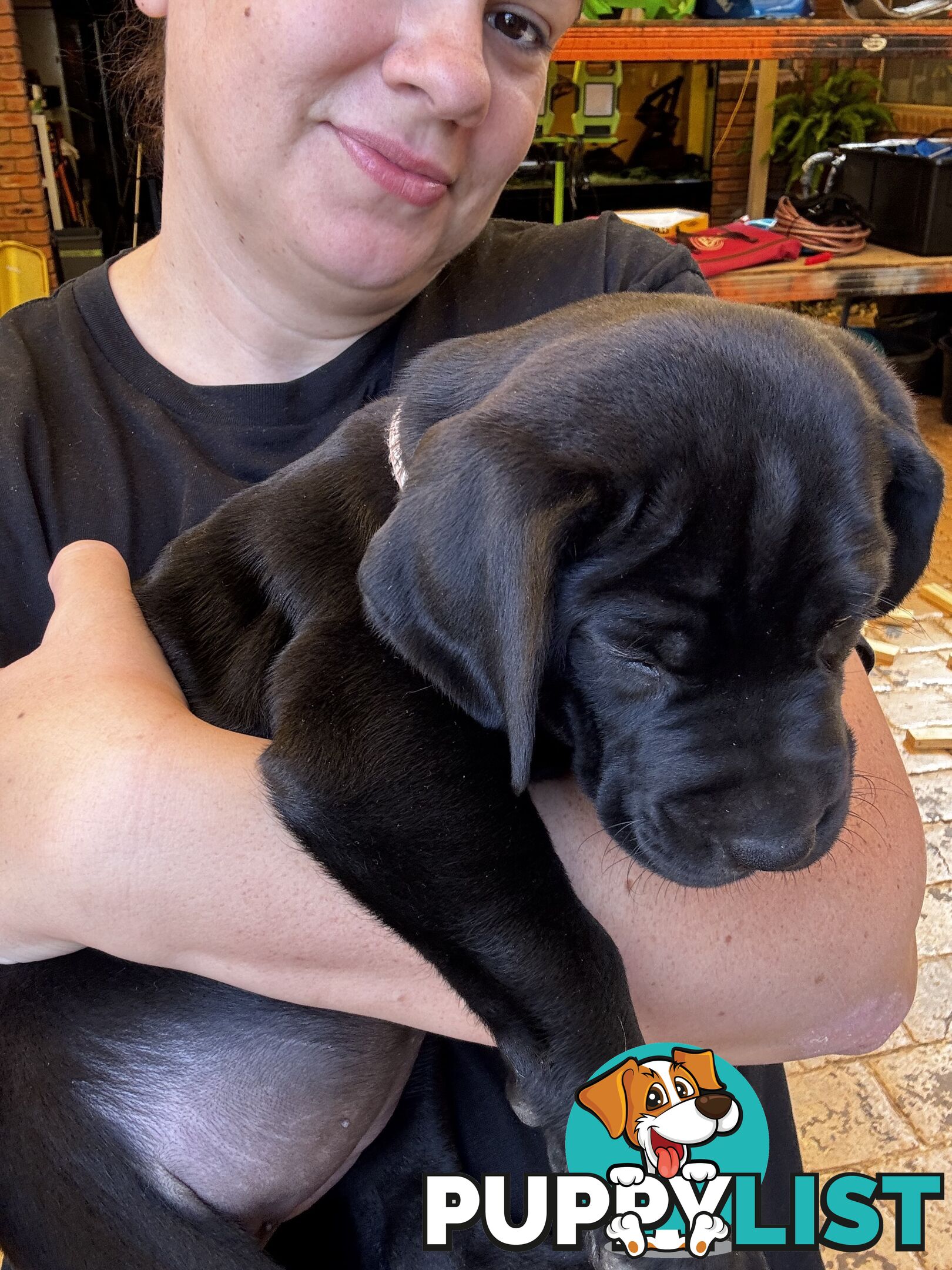 Beautiful magnetic rare  Labradane Puppies