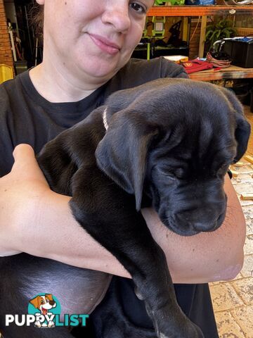 Beautiful magnetic rare  Labradane Puppies