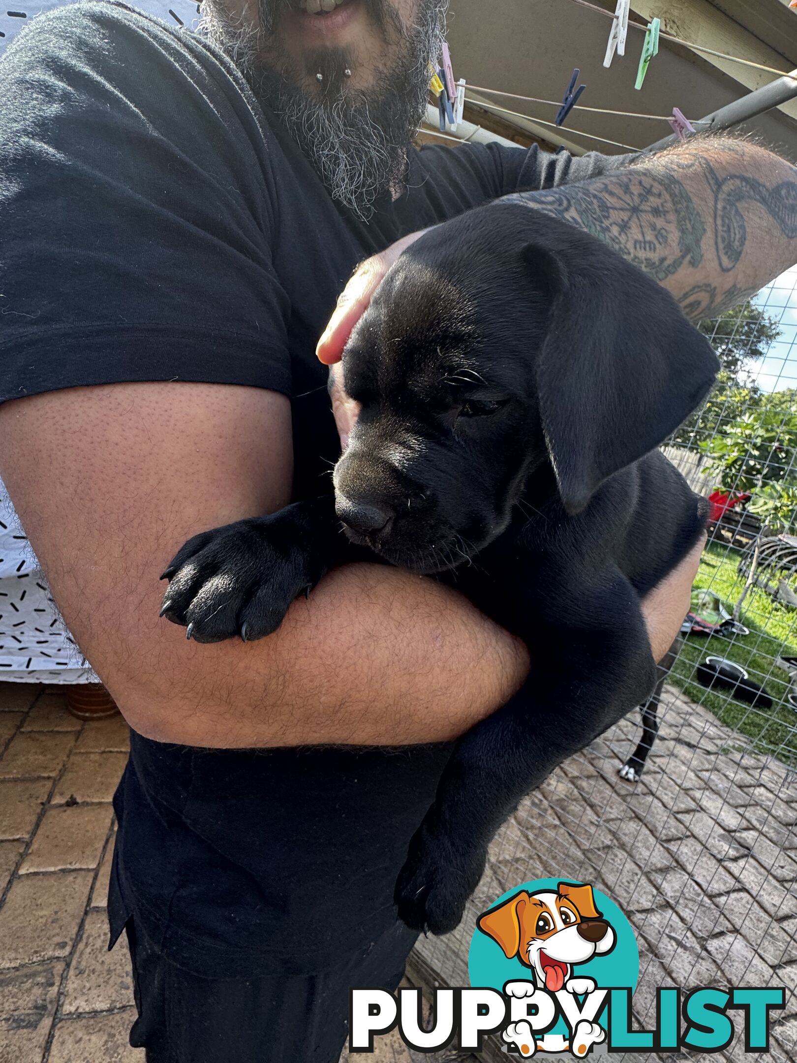 Beautiful magnetic rare  Labradane Puppies