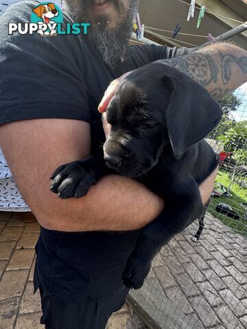 Beautiful magnetic rare  Labradane Puppies