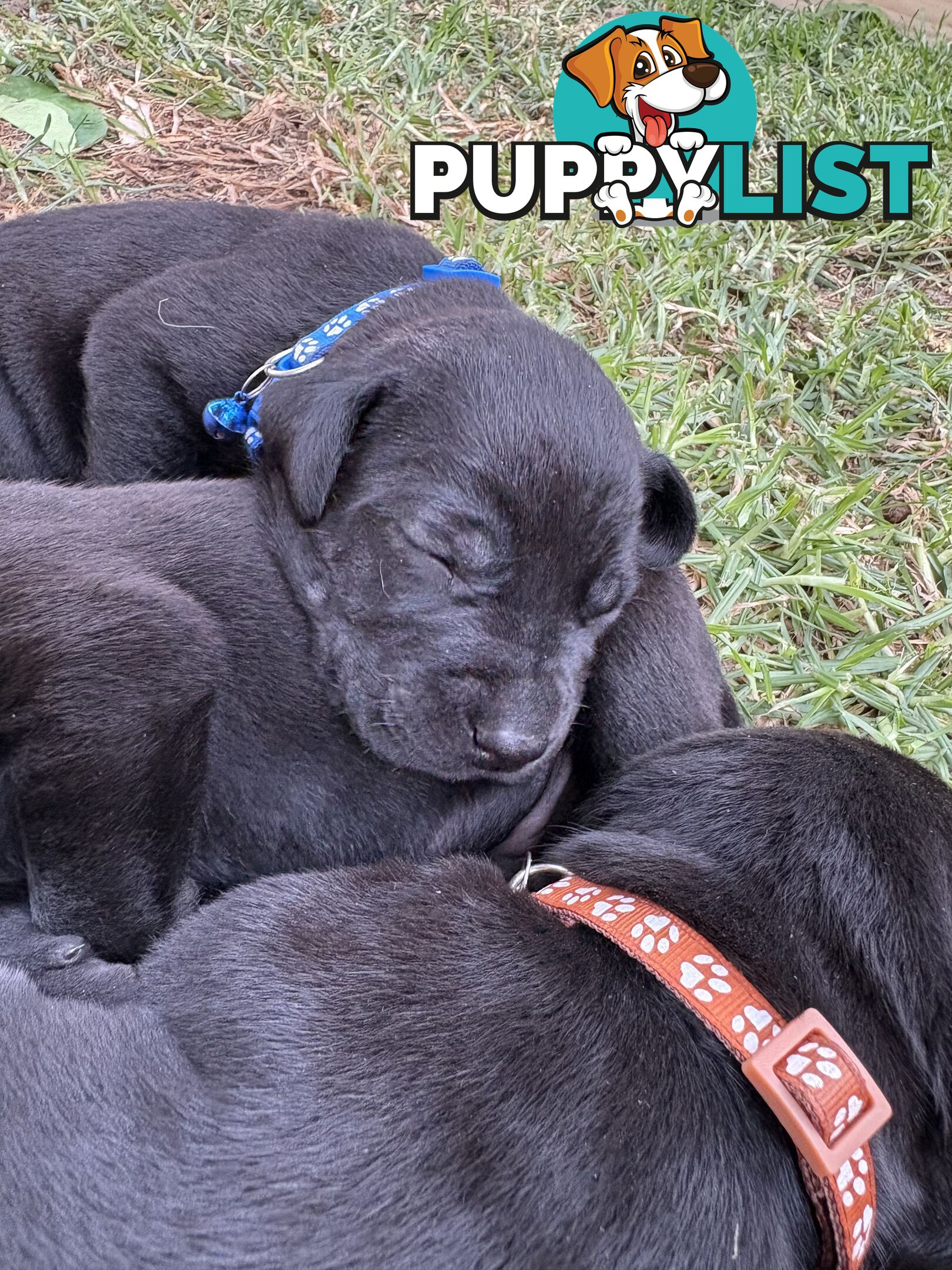 Beautiful magnetic rare  Labradane Puppies