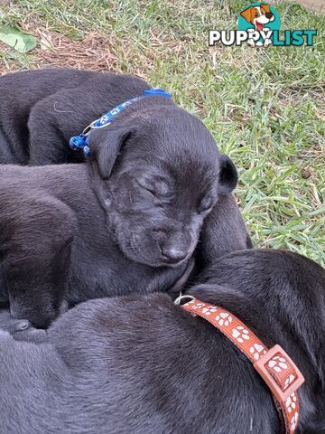 Beautiful magnetic rare  Labradane Puppies