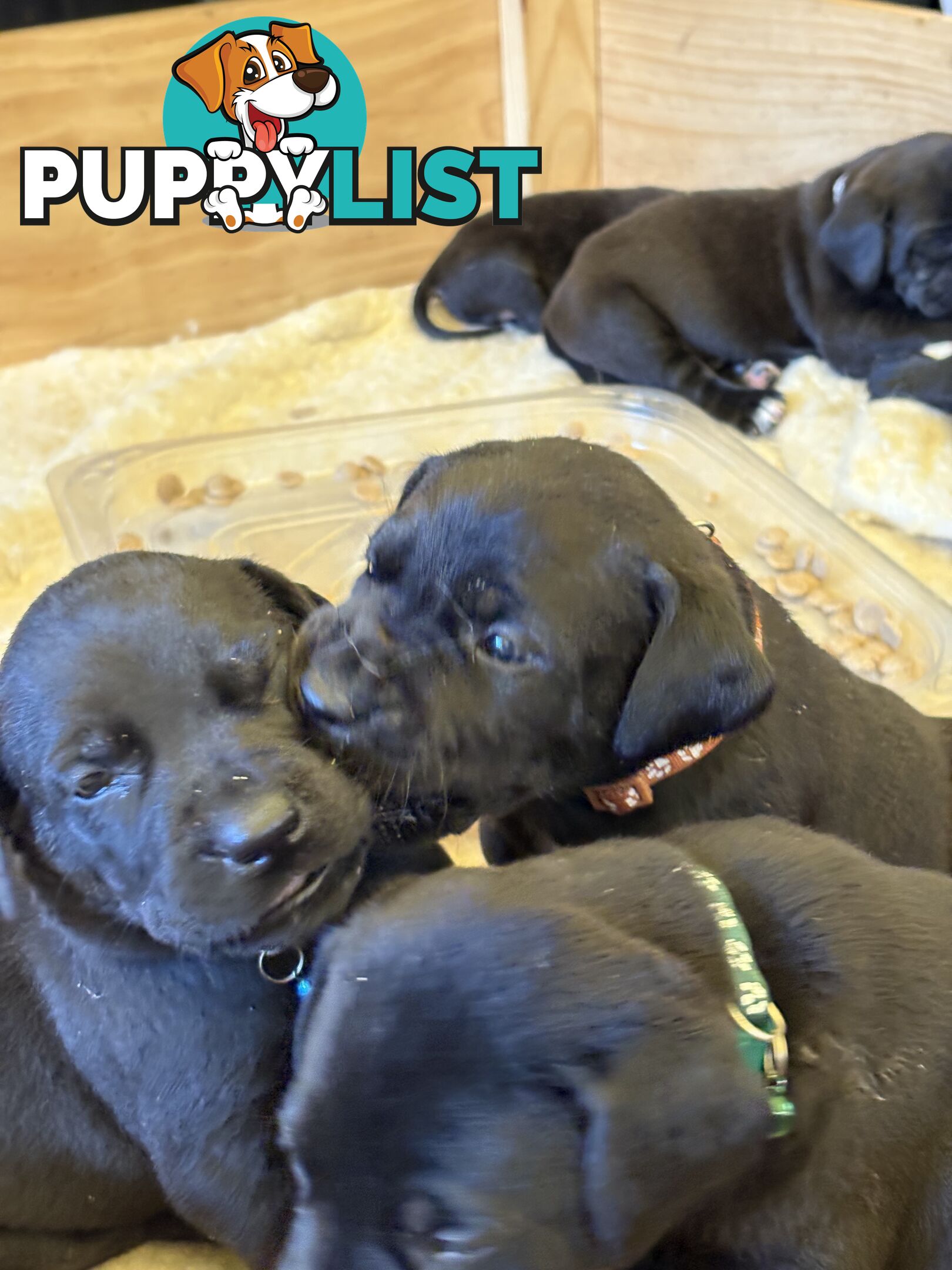 Beautiful magnetic rare  Labradane Puppies