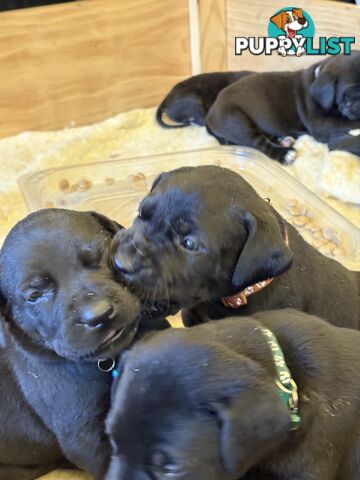 Beautiful magnetic rare  Labradane Puppies