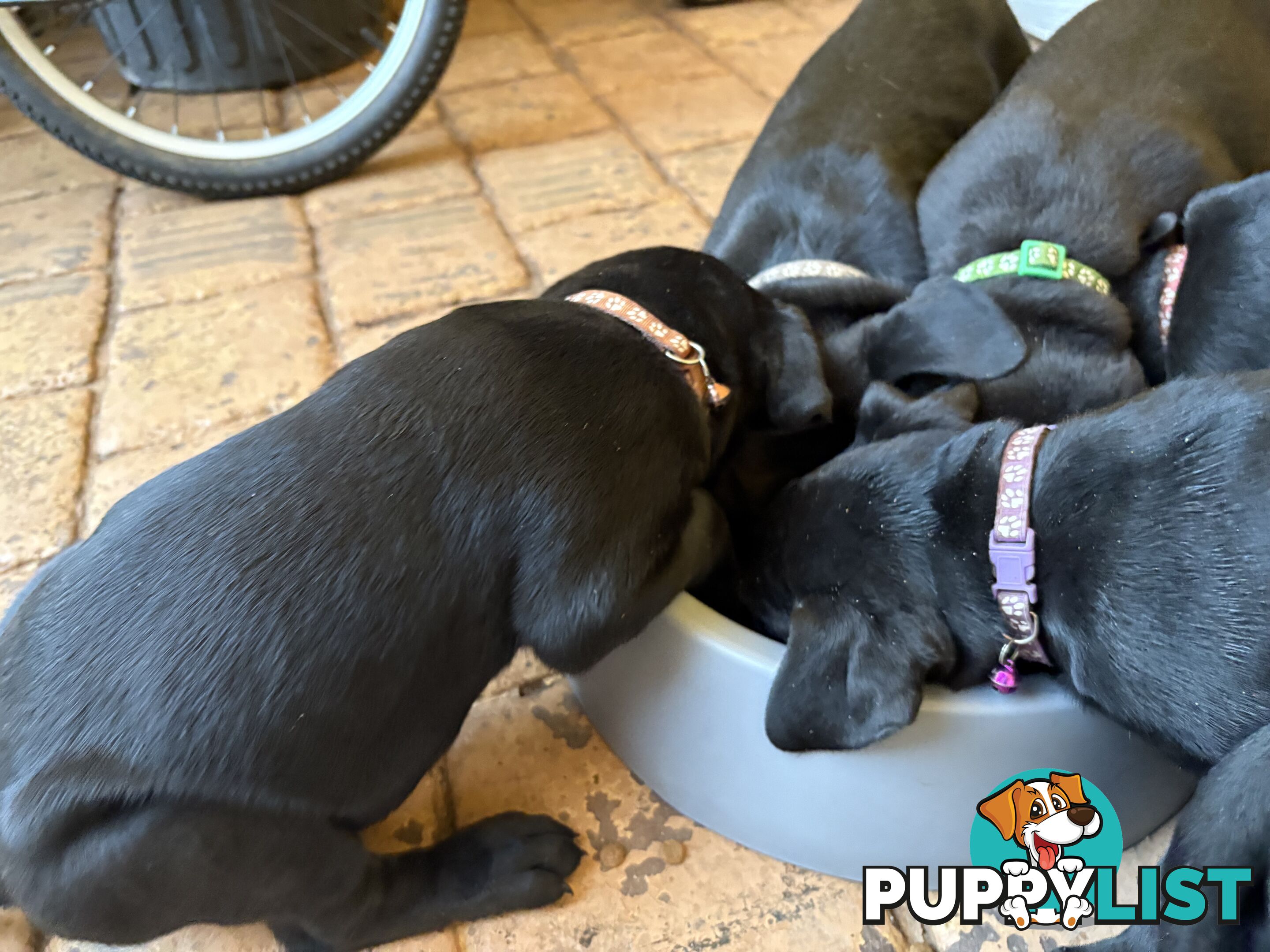 Beautiful magnetic rare  Labradane Puppies