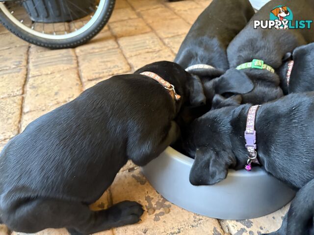 Beautiful magnetic rare  Labradane Puppies