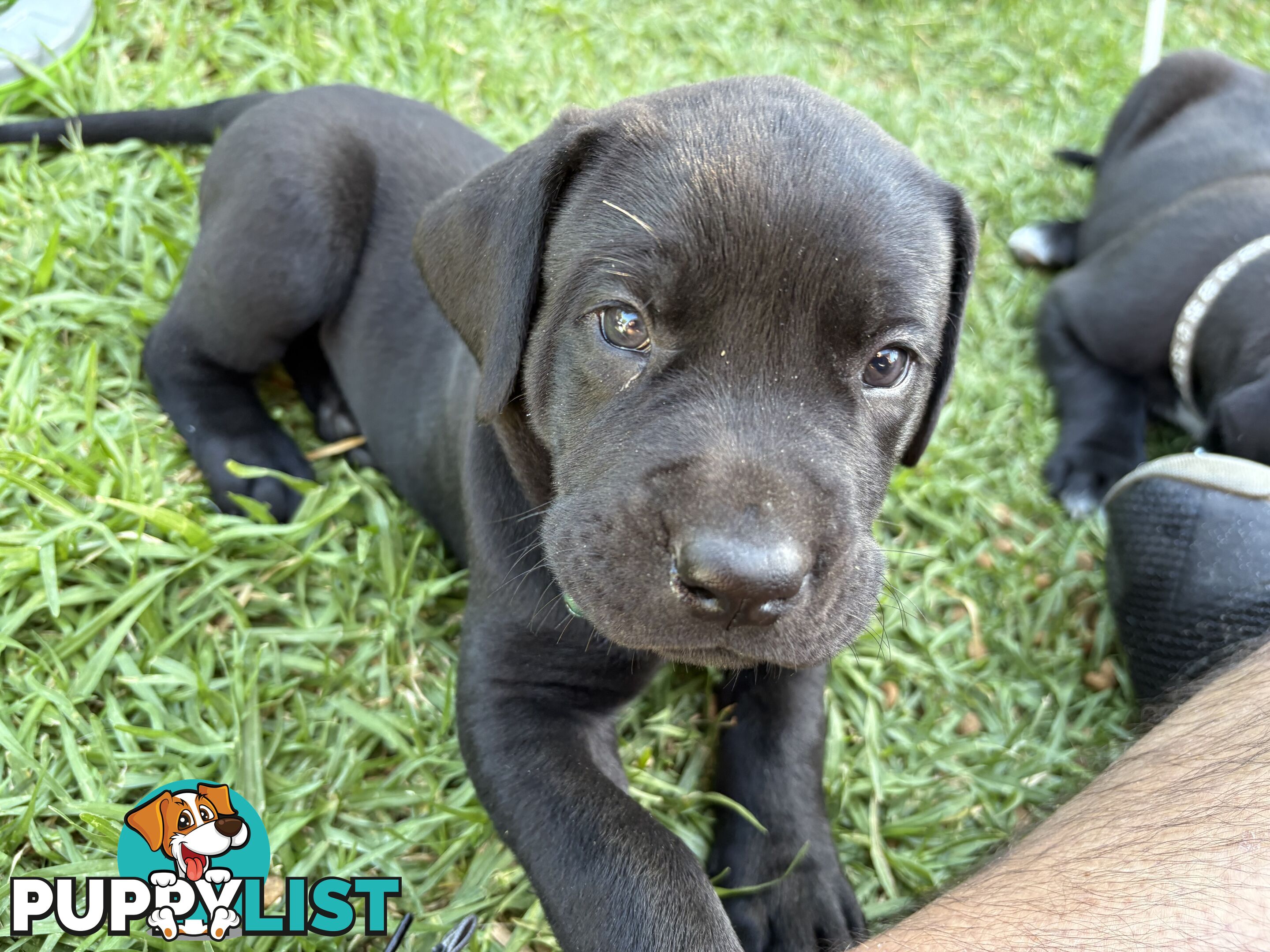 Beautiful magnetic rare  Labradane Puppies