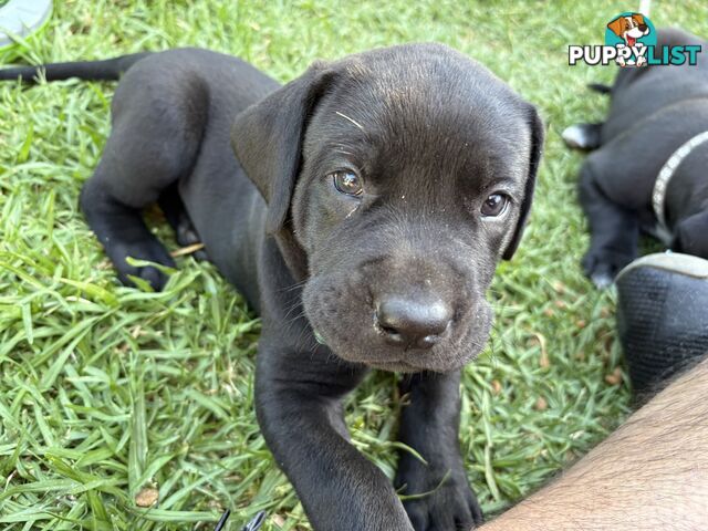 Beautiful magnetic rare  Labradane Puppies