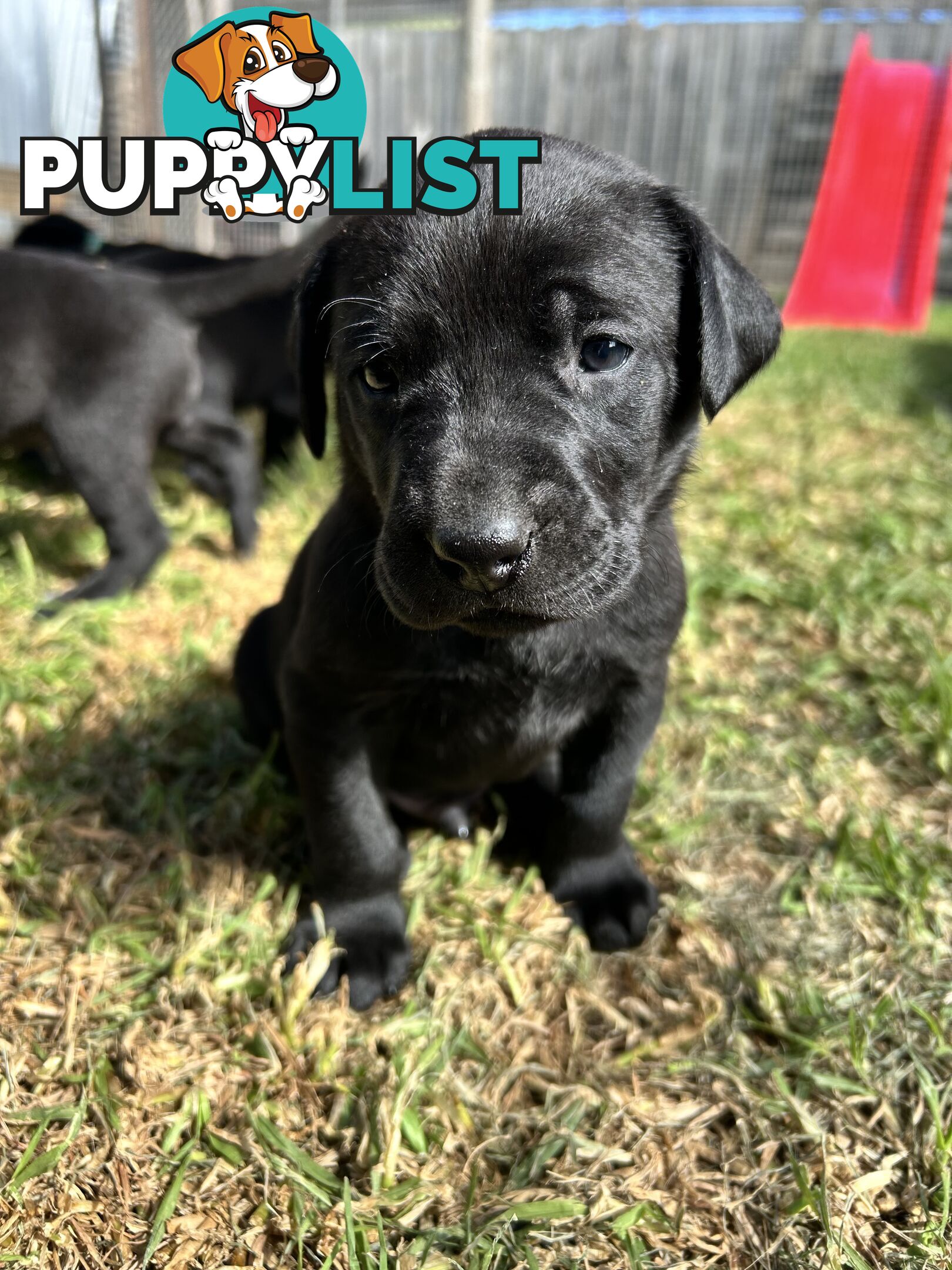 Beautiful magnetic rare  Labradane Puppies