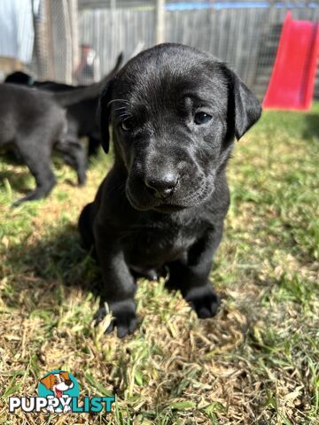 Beautiful magnetic rare  Labradane Puppies