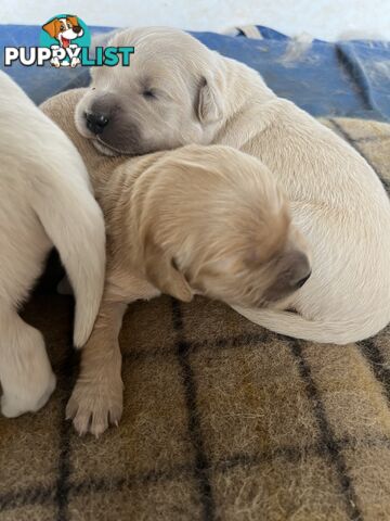 Pure breed golden retriever