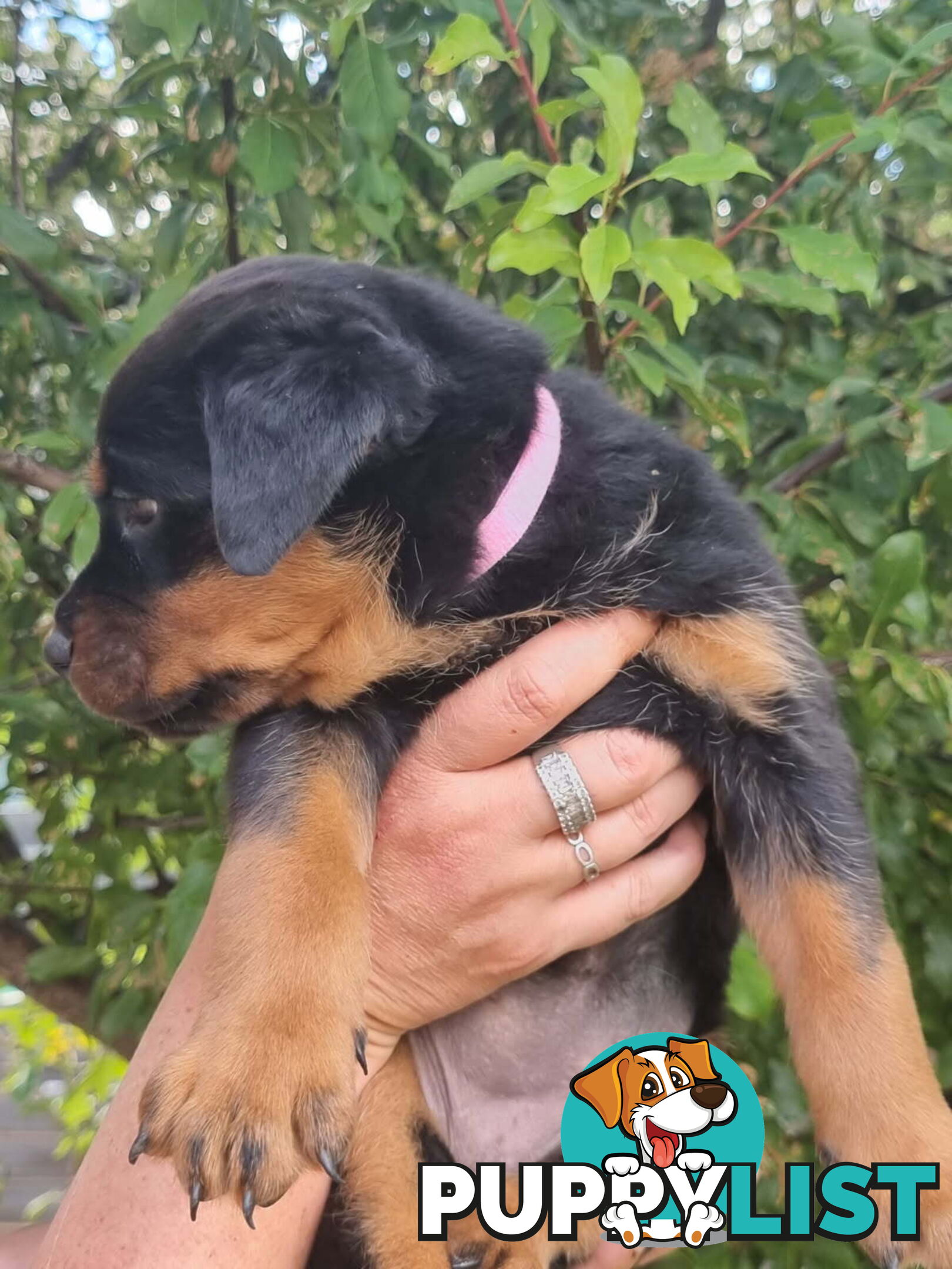 Adorable and O-So Cute Purebred Bobtail Rottweiler Puppies