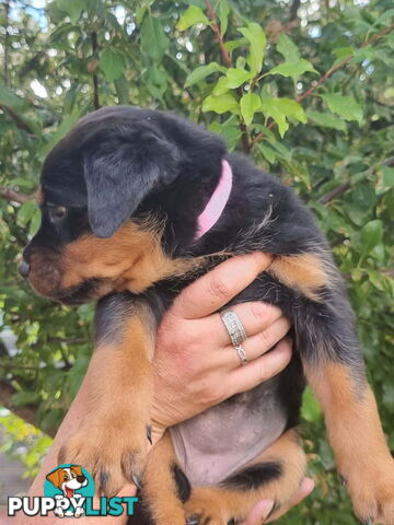 Adorable and O-So Cute Purebred Bobtail Rottweiler Puppies