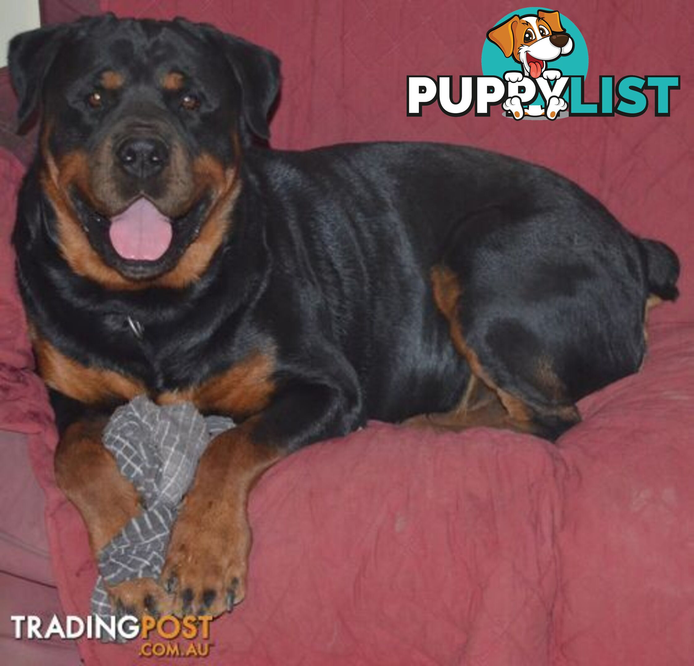 Adorable and O-So Cute Purebred Bobtail Rottweiler Puppies