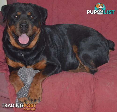 Adorable and O-So Cute Purebred Bobtail Rottweiler Puppies