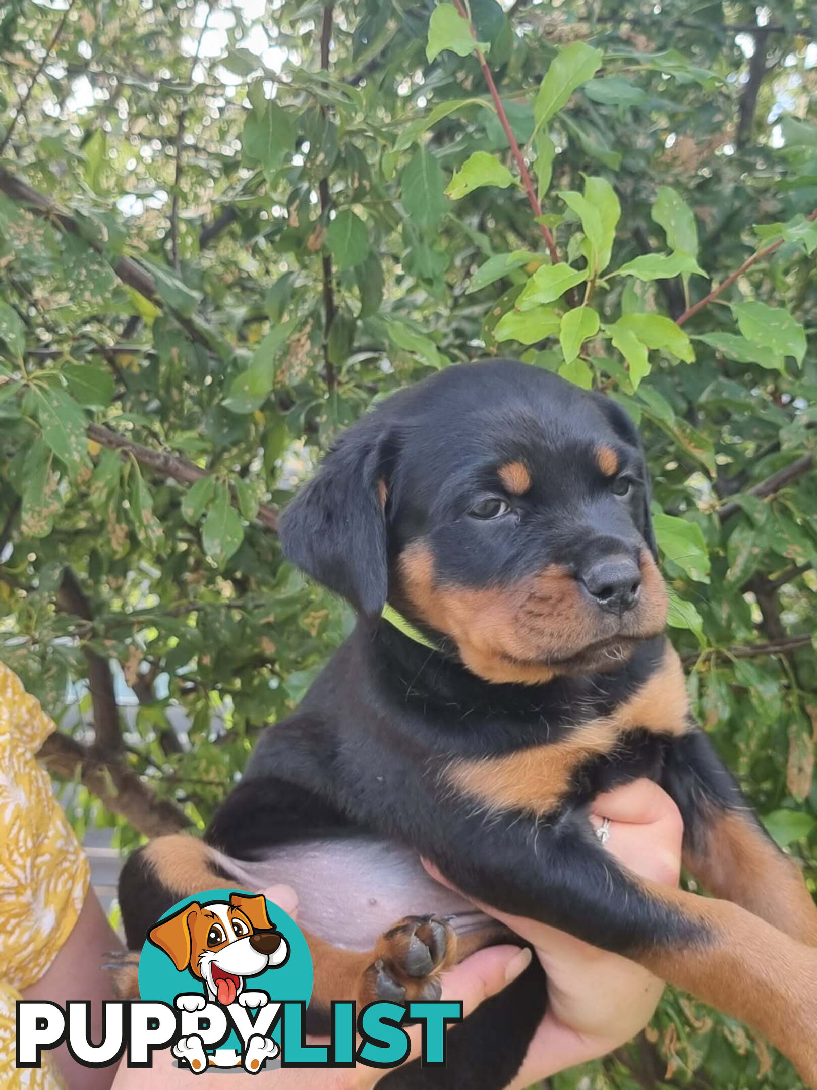 Adorable and O-So Cute Purebred Bobtail Rottweiler Puppies