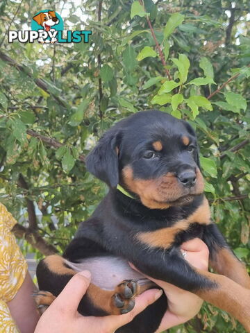 Adorable and O-So Cute Purebred Bobtail Rottweiler Puppies