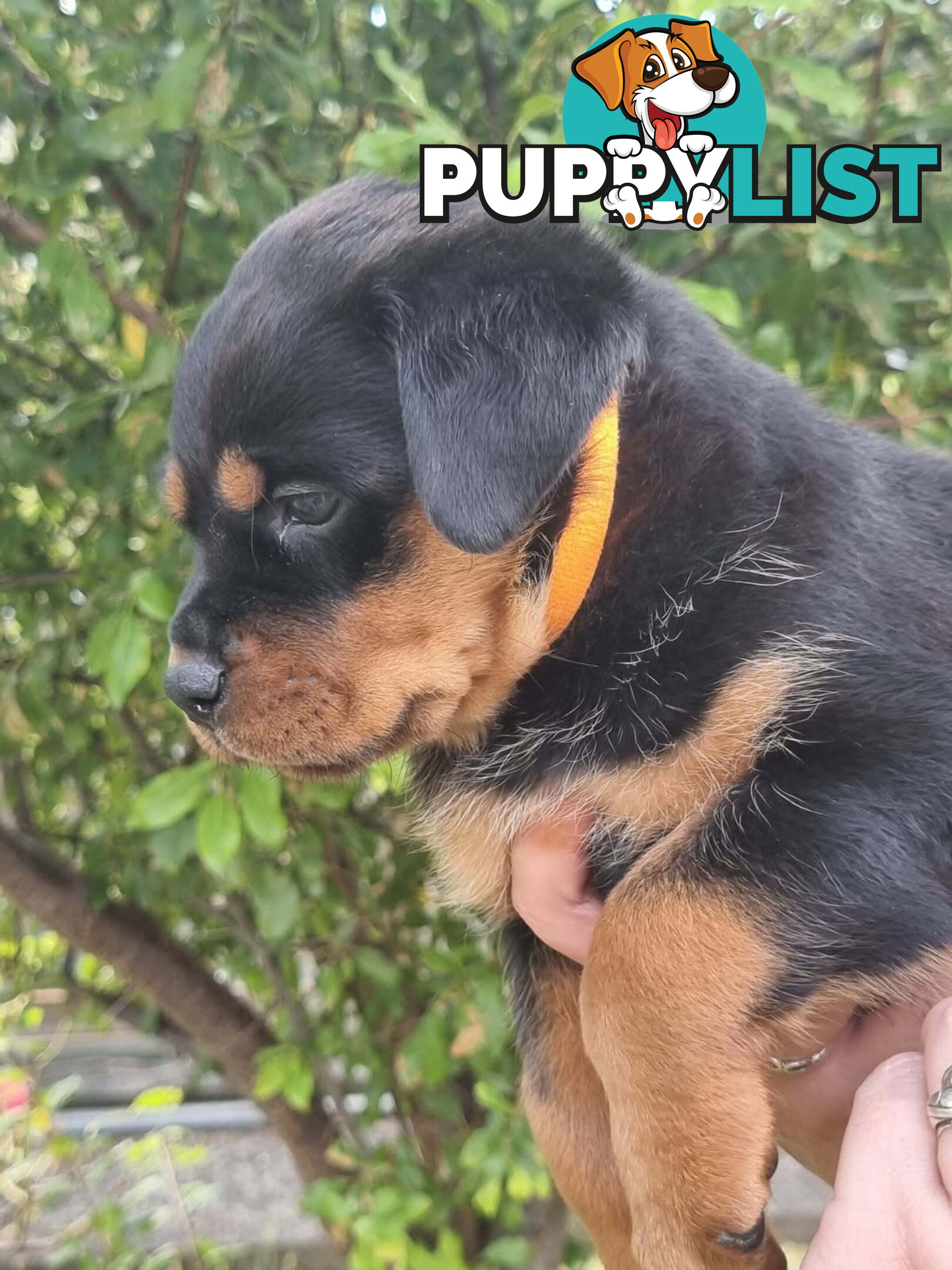 Adorable and O-So Cute Purebred Bobtail Rottweiler Puppies