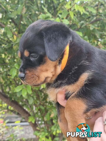 Adorable and O-So Cute Purebred Bobtail Rottweiler Puppies