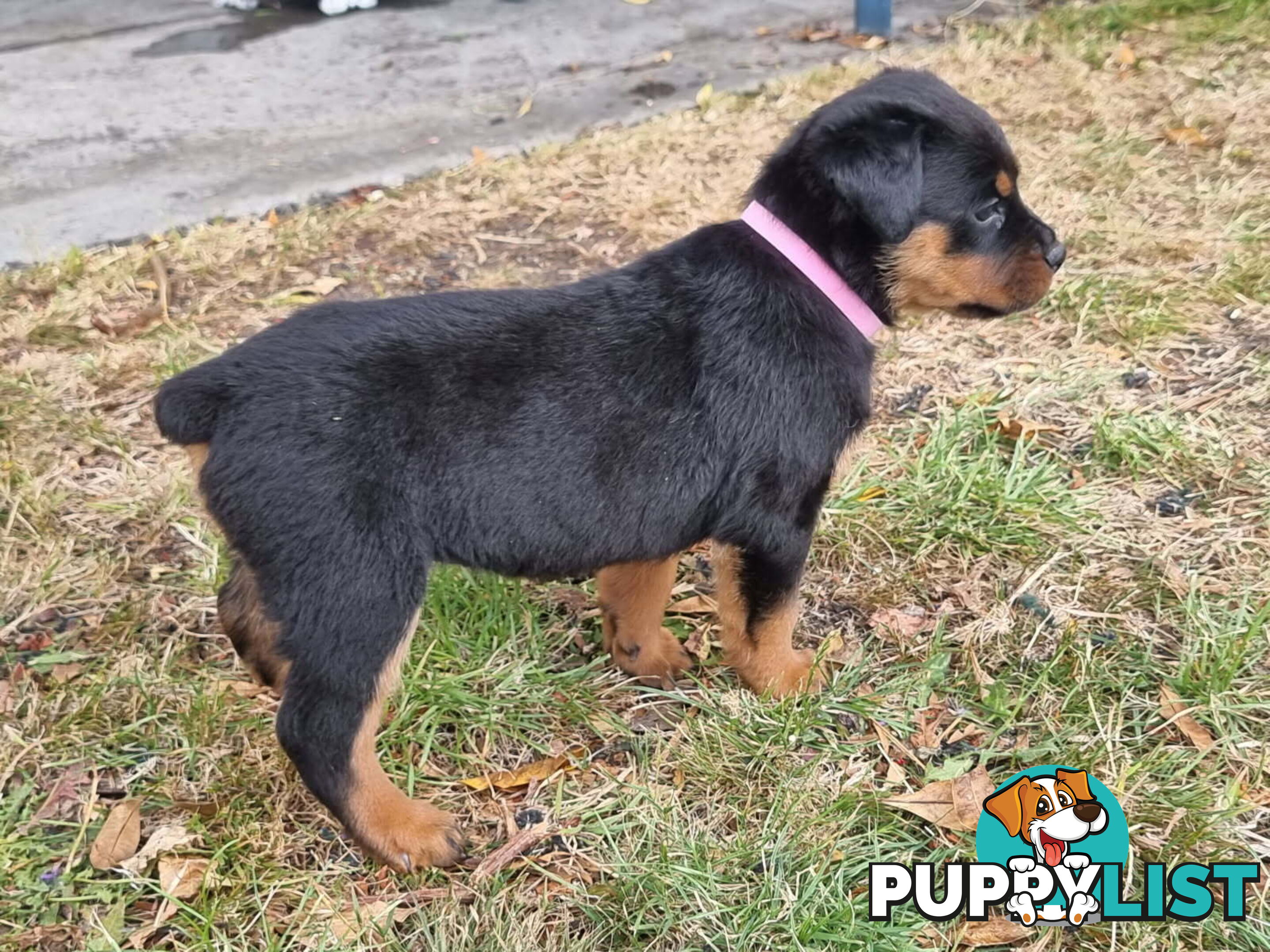 Adorable and O-So Cute Purebred Bobtail Rottweiler Puppies