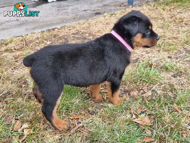 Adorable and O-So Cute Purebred Bobtail Rottweiler Puppies