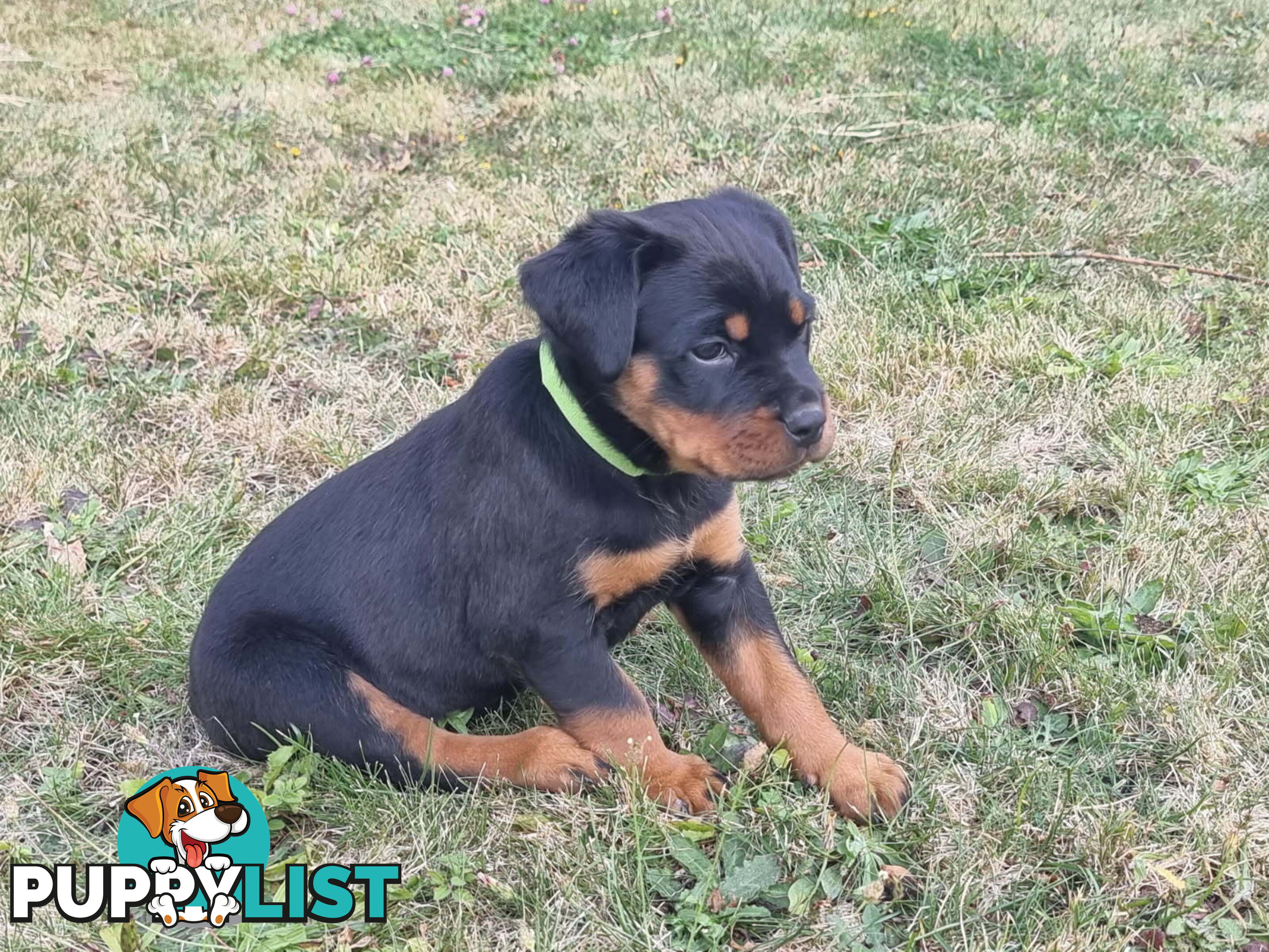 Adorable and O-So Cute Purebred Bobtail Rottweiler Puppies