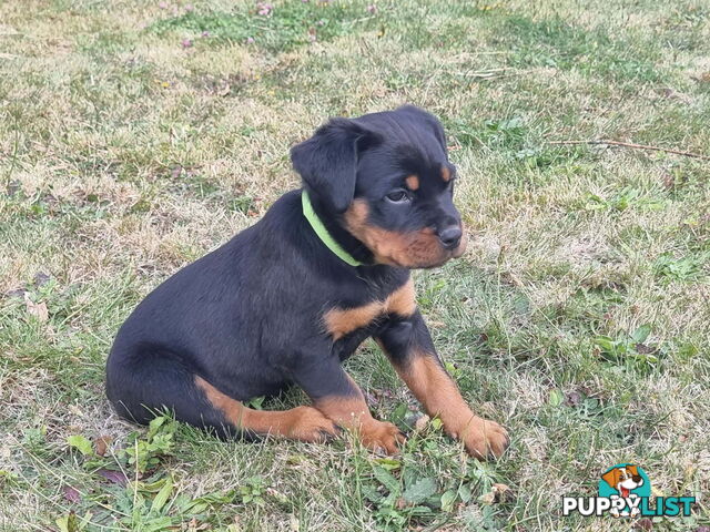 Adorable and O-So Cute Purebred Bobtail Rottweiler Puppies