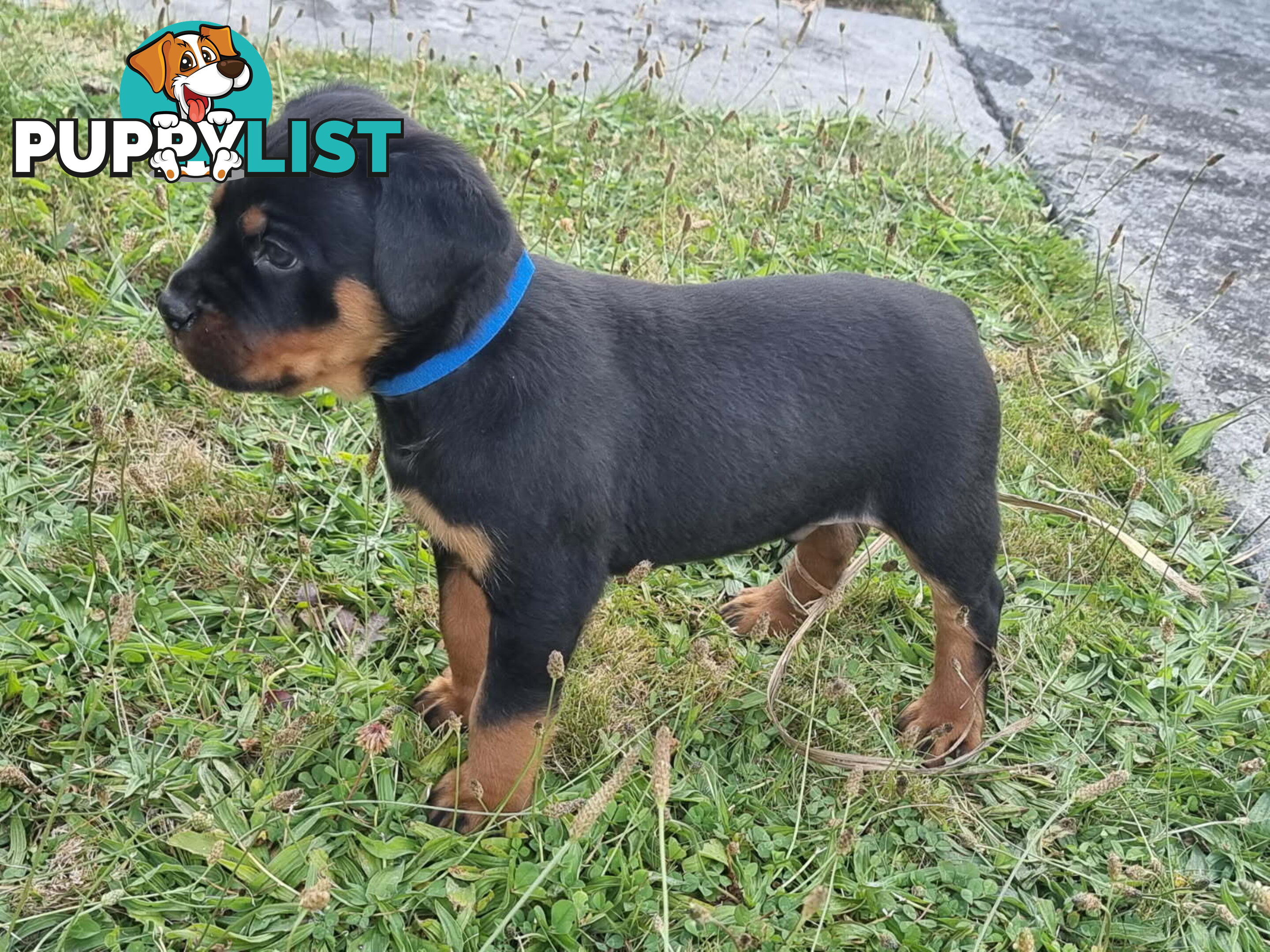 Adorable and O-So Cute Purebred Bobtail Rottweiler Puppies