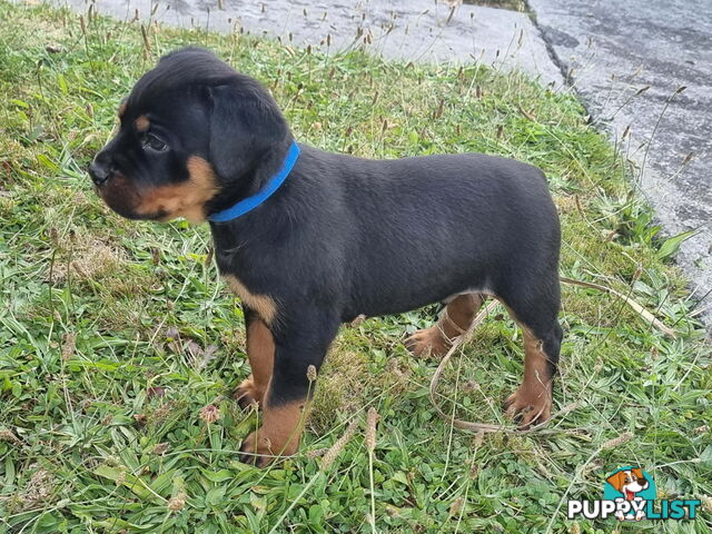 Adorable and O-So Cute Purebred Bobtail Rottweiler Puppies