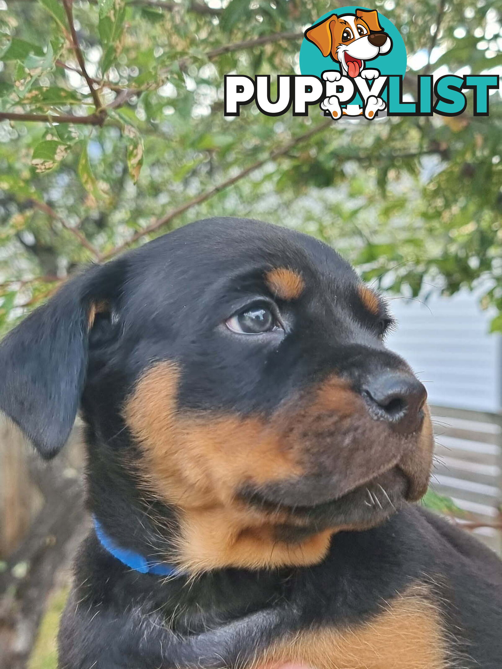 Adorable and O-So Cute Purebred Bobtail Rottweiler Puppies