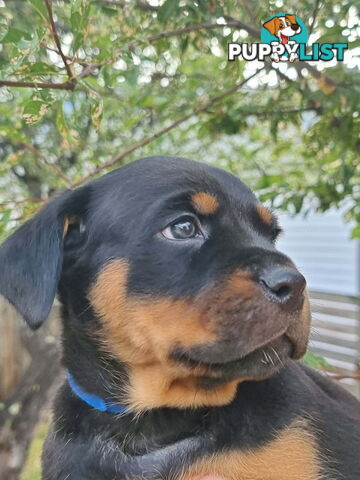 Adorable and O-So Cute Purebred Bobtail Rottweiler Puppies