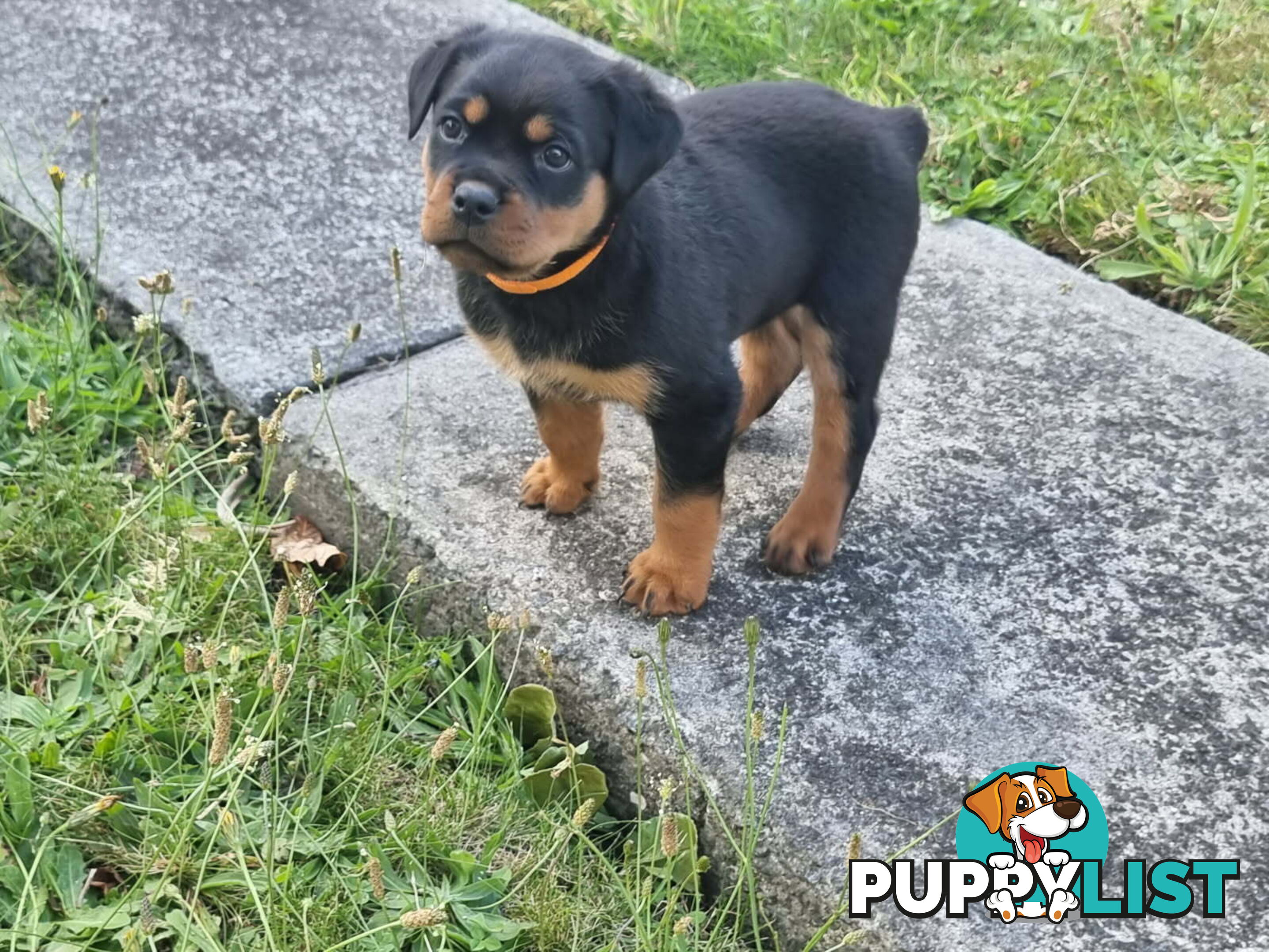 Adorable and O-So Cute Purebred Bobtail Rottweiler Puppies