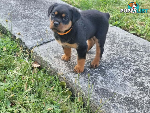 Adorable and O-So Cute Purebred Bobtail Rottweiler Puppies