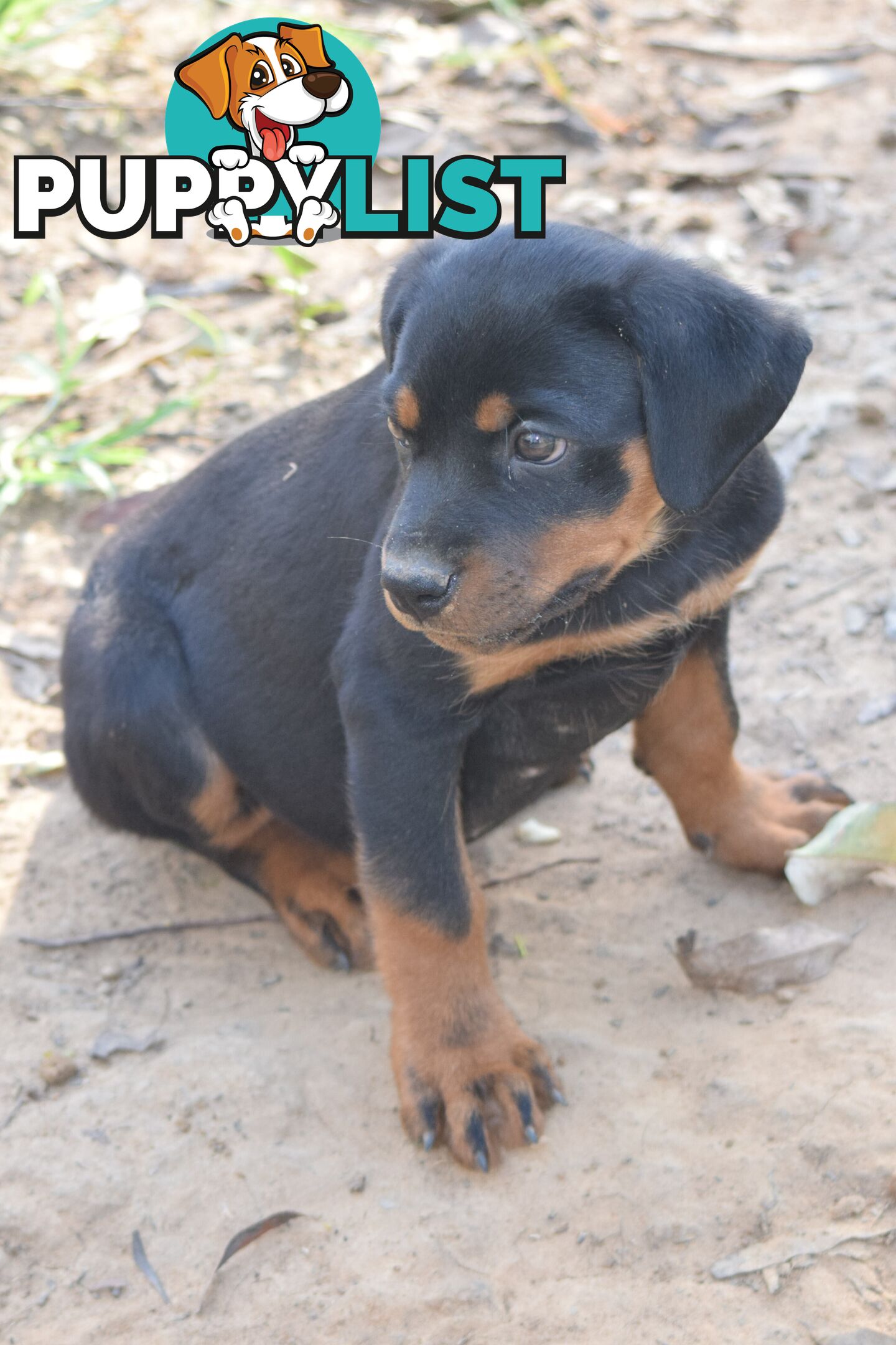 Adorable and O-So Cute Purebred German Rottweiler Puppies