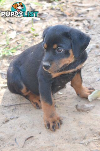 Adorable and O-So Cute Purebred German Rottweiler Puppies