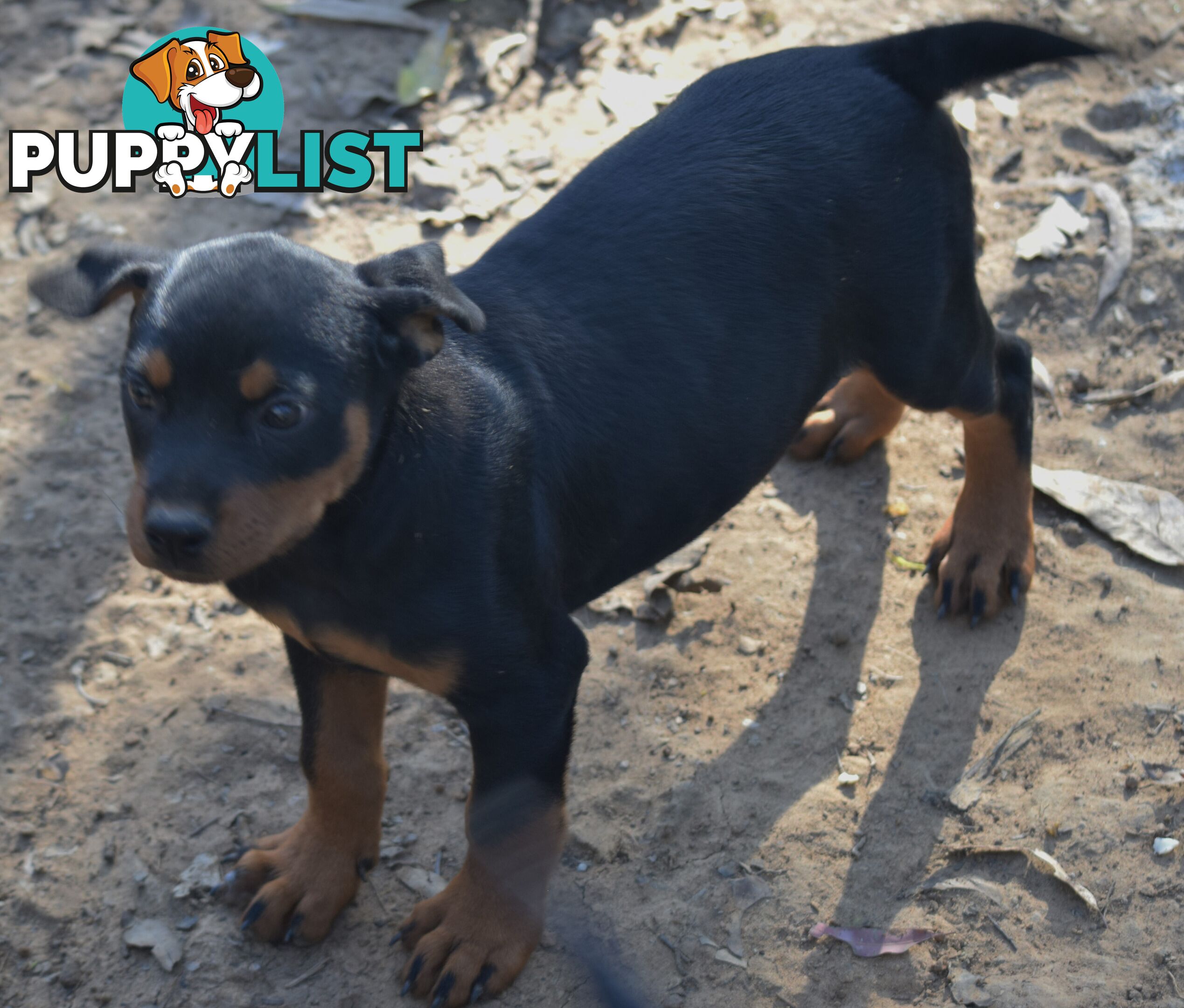 Adorable and O-So Cute Purebred German Rottweiler Puppies