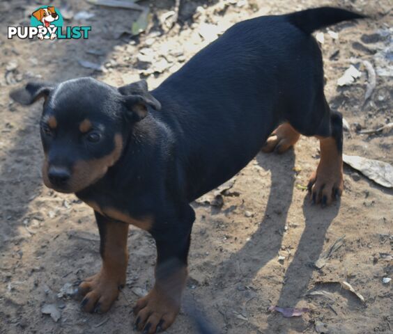 Adorable and O-So Cute Purebred German Rottweiler Puppies