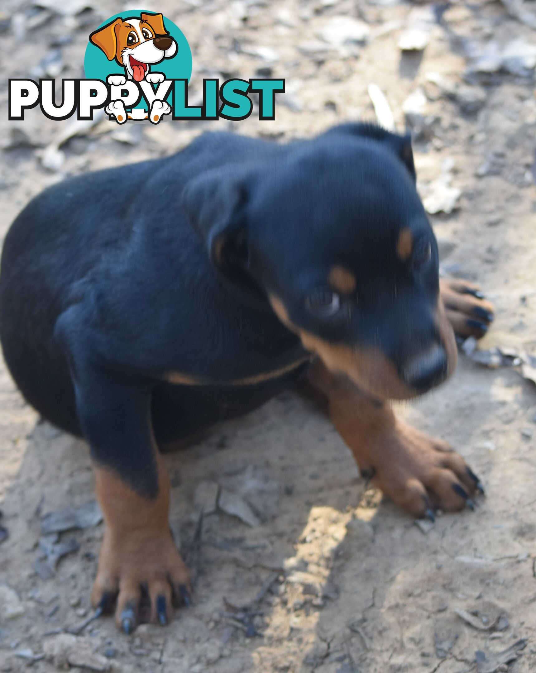 Adorable and O-So Cute Purebred German Rottweiler Puppies