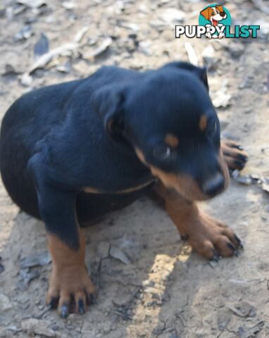 Adorable and O-So Cute Purebred German Rottweiler Puppies