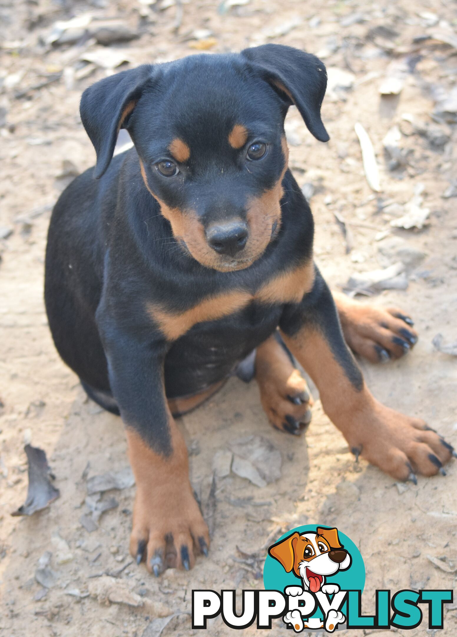 Adorable and O-So Cute Purebred German Rottweiler Puppies