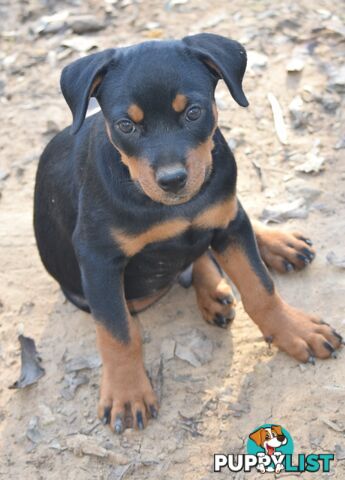 Adorable and O-So Cute Purebred German Rottweiler Puppies