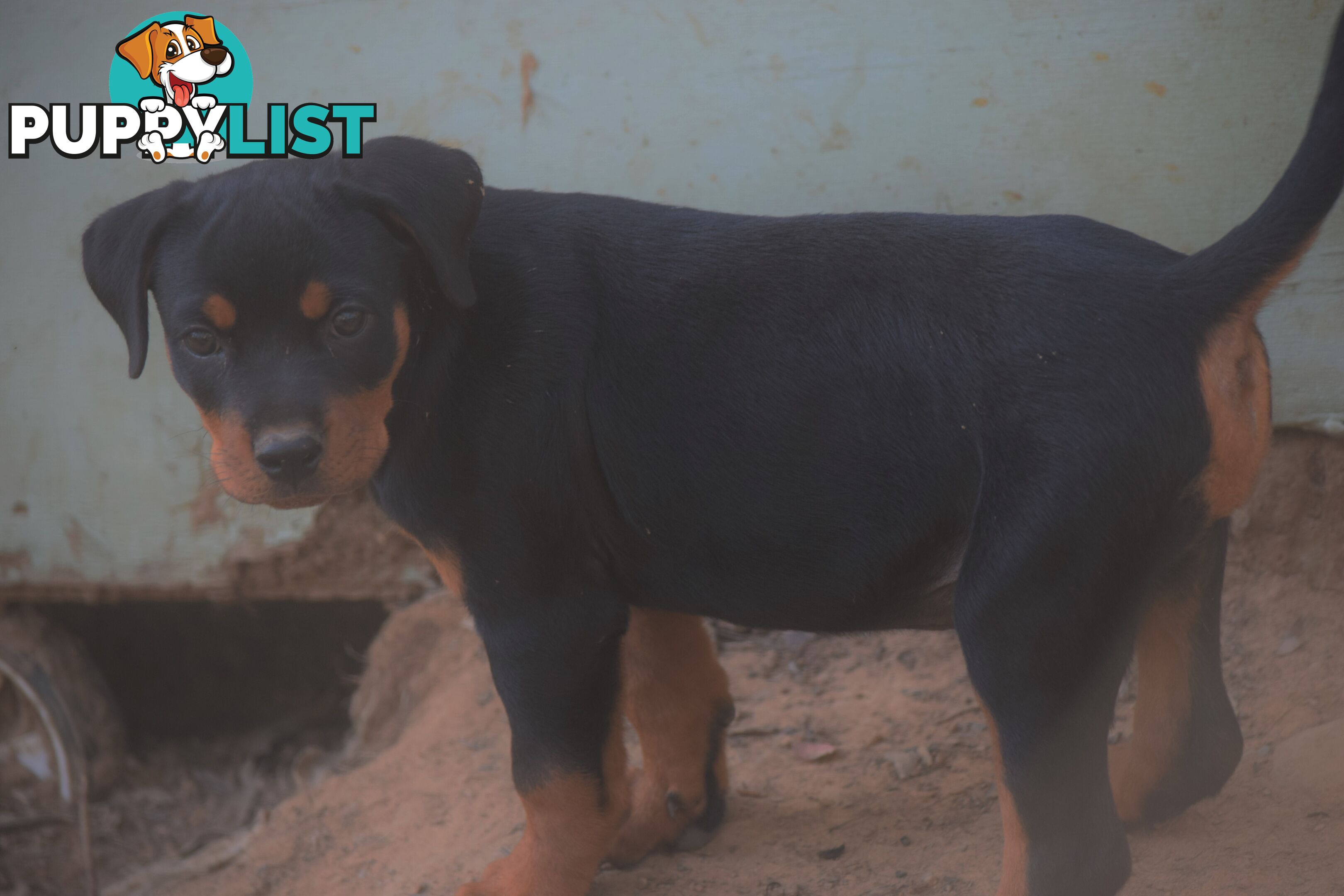 Adorable and O-So Cute Purebred German Rottweiler Puppies