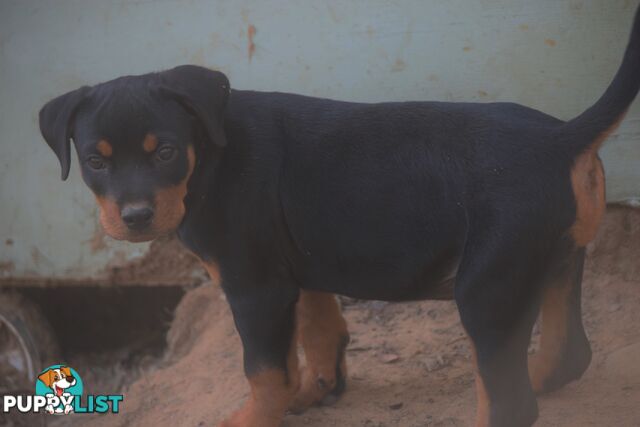 Adorable and O-So Cute Purebred German Rottweiler Puppies