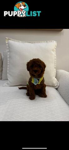 puppy poodle looking for caring family