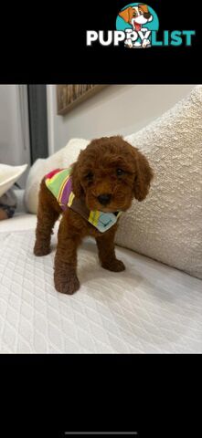 puppy poodle looking for caring family