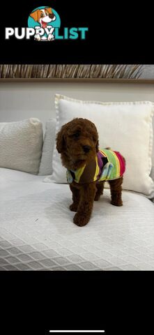 puppy poodle looking for caring family