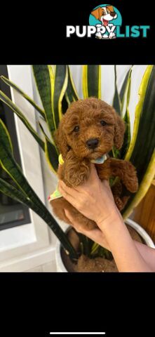 puppy poodle looking for caring family